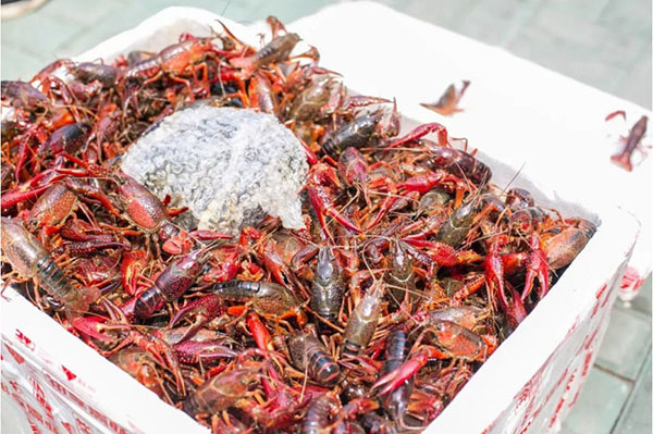 水產(chǎn)寵物有氧空運