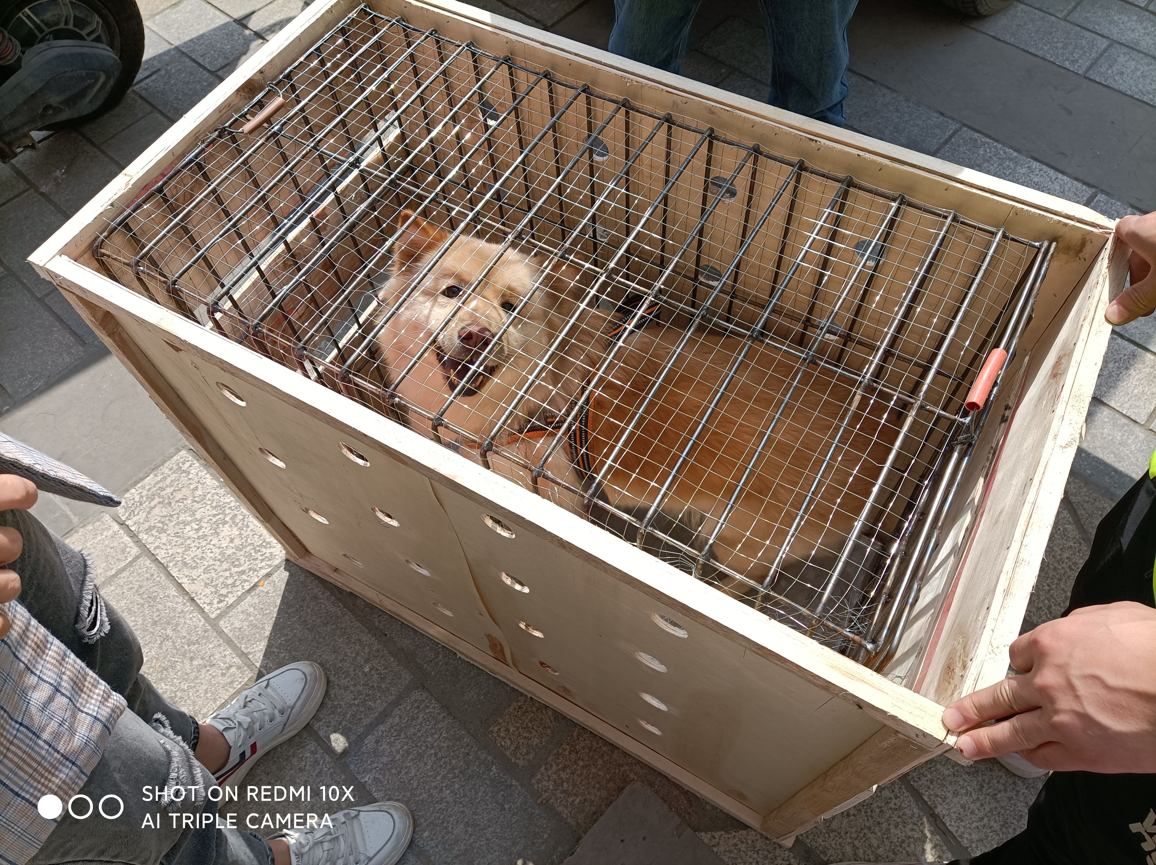 寵物狗航空快遞