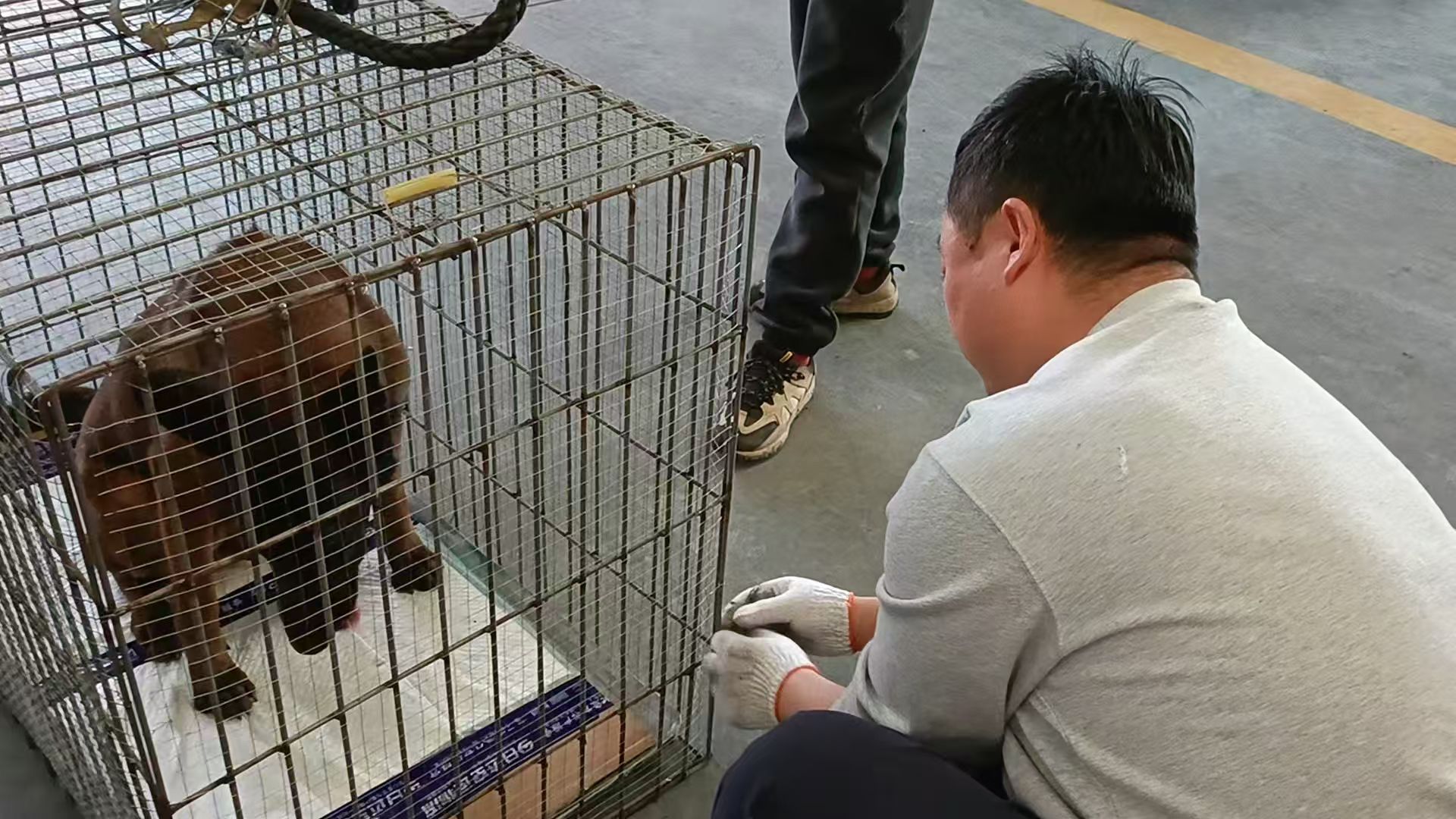 馬犬航空托運(yùn)的打包過程分享